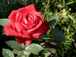 ������� ���������� ������! 50%