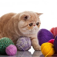 ������� craskina natali