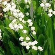 ������� �����