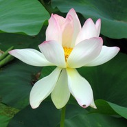 ������� ������ �����������