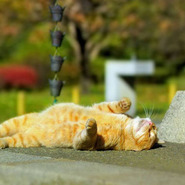 ������� lia kokhan