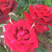 ������� svetlan4ik msk