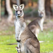  kenguru59