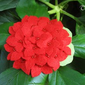 Брошь цветок "Гортензия красная"