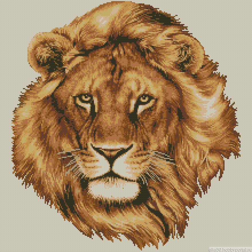 Размер головы льва