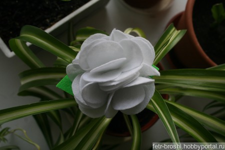 ����� ������ ������ �� �����