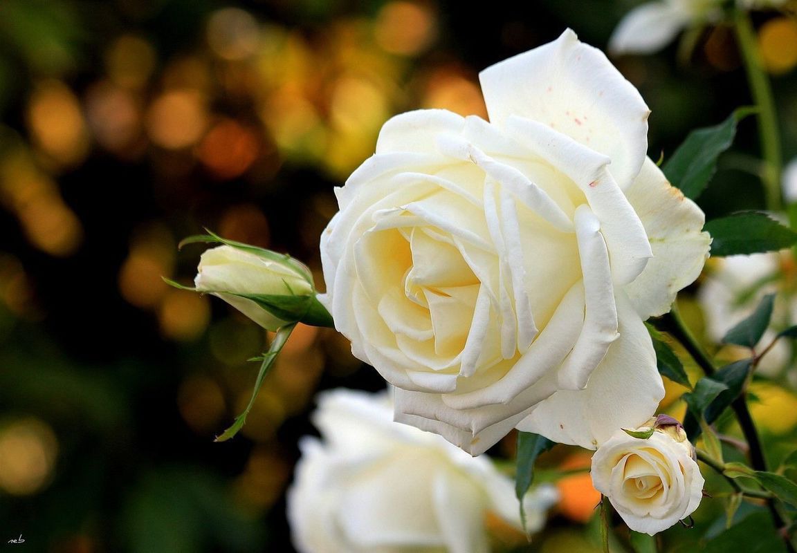 Белые Розы Дома Фото
