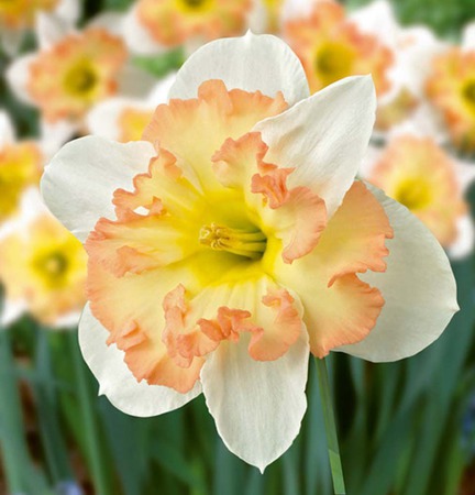 ������� ��������� �������� �������. ��������� ��� ���� ������ ������ �� �����