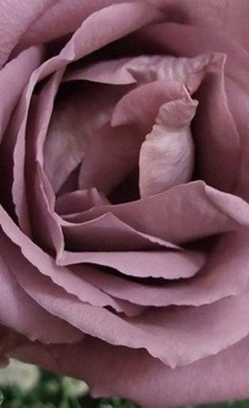 Митенки вязаные Кашемировая Роза ручной работы на заказ