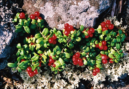 ����-����  "���������� ��������" (����������) ������ ������ �� �����