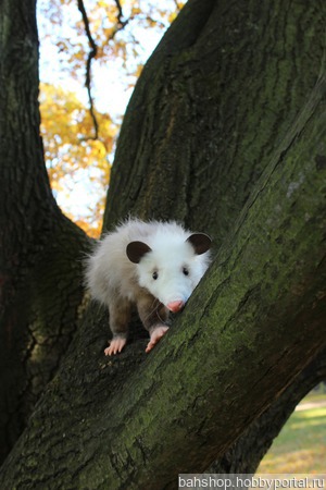 �������� ������� ������ ������ �� �����