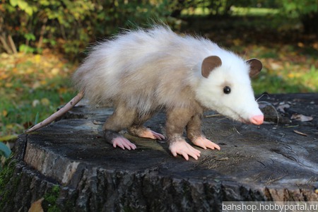 �������� ������� ������ ������ �� �����