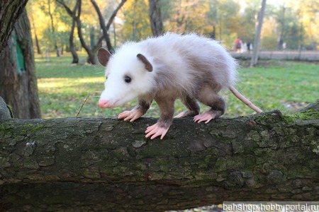 �������� ������� ������ ������ �� �����