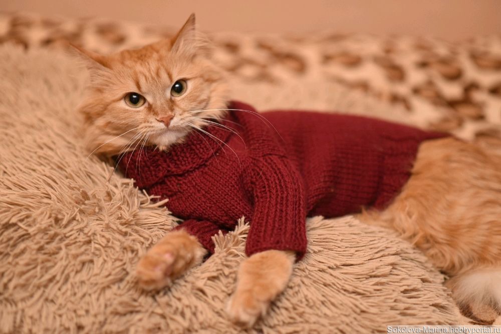 Свитер на кота – купить в интернет-магазине HobbyPortal.ru с доставкой