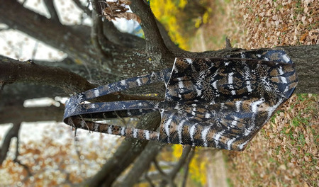 ������� ����� ������ ��� ������� ���� "Lacosta" ������ ������ �� �����