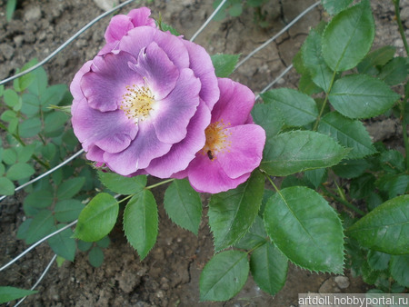 ���� ��� ������ � ������� "���� Rhapsody in Blue" ������ ������ �� �����