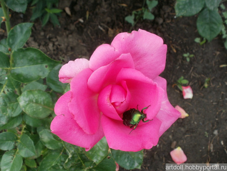 ���� ��� ������ � ������� "���������" ������ ������ �� �����