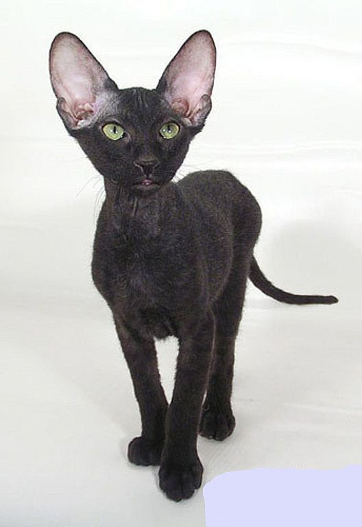 лысый черный кот
