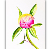 Картина цветы пионы "Розовый Бутон", акварель