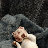 Новорожденный щенок чихуашки
