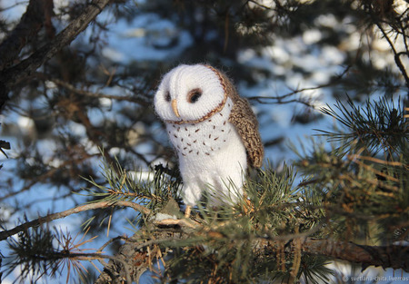 ������ �������: ���� ������ ������ �� �����