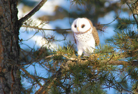 ������ �������: ���� ������ ������ �� �����