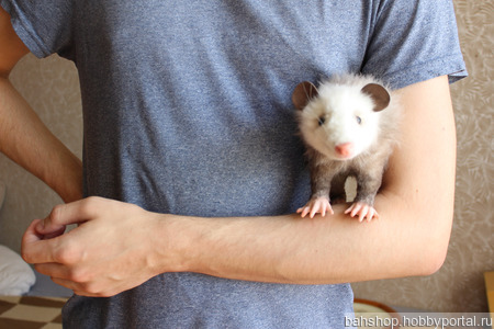 �������� ������� ������ ������ �� �����