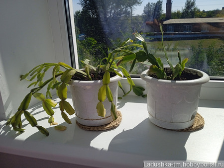 ��������� �������� ��������� ��� ������� (12 ��) ������ ������ �� �����